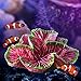 Danmu 1pc of Polyresin Coral Reef Ornaments, Aquarium Coral Decor for Fish Tank Aquarium Decoration 4.72″ x 3.54″ x 2.16″thumb 4