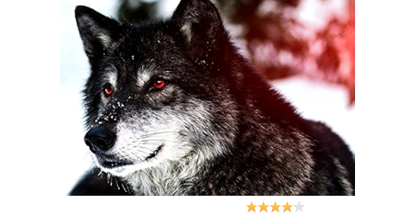 Amazon Com Black Wolf With Red Eyes Art Print Poster Wall Decor Home Decor 24x16inches Posters Prints