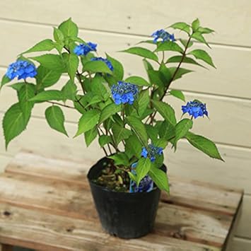 Amazon 庭木苗 山アジサイ やまあじさい 藍姫 目が覚めるような濃い青色 植木 Amazon 庭木苗 山アジサイ やまあじさい 藍姫 目が覚めるような濃い青色 植木
