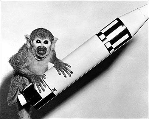 Amazon Com Nasa Squirrel Monkey Miss Baker With Model Rocket 16x20 Silver Halide Photo Print Posters Prints