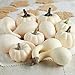 12 Piece Package of Assorted Harvest Off White Artificial Gourds and Pumpkins for Fall and Thanksgiving