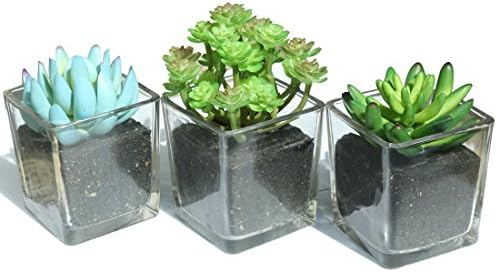 Home Decor-Set of 3 Clear Glass Jars with 3 different Artificial Succulent Plant for Home decoration Office decoration