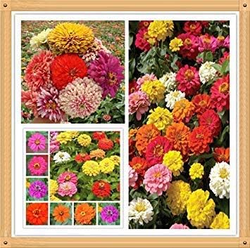 Amazon Co Jp ミックス pc本格的なジニア種子 色とりどりの花盆栽の種 色のすべての種類 簡単な植栽 ホーム キッチン