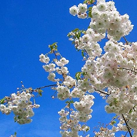 Prunus Shirotae Tree Mount Fuji Cherry In A 10lt Pot Live Tree Amazon Co Uk Garden Outdoors Prunus Shirotae Tree Mount Fuji Cherry In A 10lt Pot Live Tree Amazon Co Uk Garden Outdoors