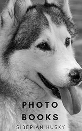 siberian husky cute dogs