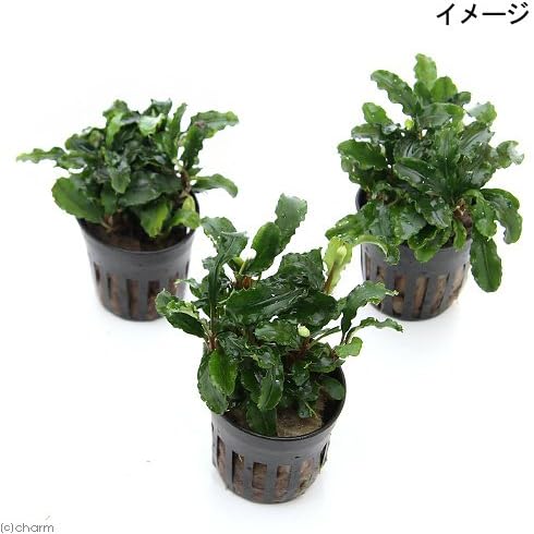 Amazon 水草 ブセファランドラｓｐ グリーンウェービー インボイス 水上葉 １ポット 北海道航空便要保温 Charm チャーム 生体水草 通販