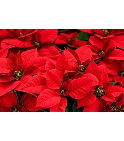 Amazon.com : New 100pcs Poinsettia Flower Seeds Red White Generic : Patio,  Lawn & Garden