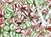 Bobs Sweet Stripes Variety Pack Of WinterGreen And Peppermint Balls, Soft Mint Mix Candy 2LB
