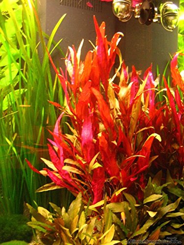 AquaLeaf Aquatics Alternanthera Reineckii VAR. Roseafolia | Telanthera - Easy Red Plant