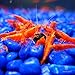 Shirakura Shrimp Food --- Increases Lifespan - Rich in Amino Acids, Vitamins, Minerals - Boosts Health, Growth, Color - Delicious yet Healthy Supplemental Diet - for Ghost, Amano, Red Cherry Shrimps