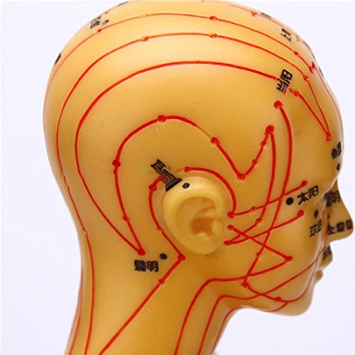 Tinsay Meridian Acupuncture Model With Base Human Acupuncture Anatomical Model with Acupuncture Points, Bronze Color Male Female 19" - Thumbnail 2
