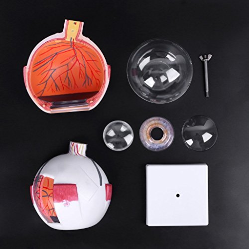 Lvyuanda 3 Times Human Anatomical Natural Eyeball Model Medical Learning Aid Teaching Instrument - Thumbnail 2