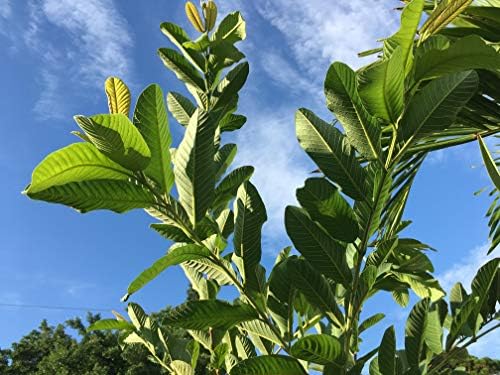 Fresh Guava Leaves Tea Organic All Natural, No Pesticide, No Chemical from South Florida. Qty of Leaves (100)