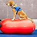 FitPaws Peanut Canine Stability Ball