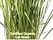 Easy Cat Grass Kit (3 Pack) Just Add Water. Includes Certified Organic Non GMO Wheatgrass Seed, Fiber Soil, Cups Chalkboard Labels. Your Pets Will Love This