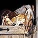 CITY DIY Diamond 5D Embroidery Paintings Rhinestone Pasted diy Christmas painting Cross Stitch (20x20, horse)