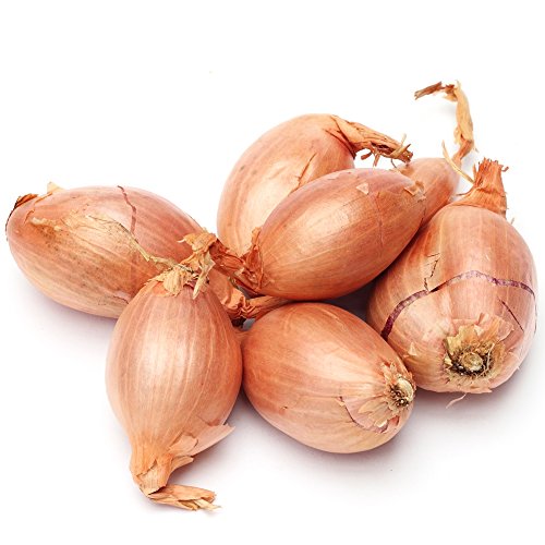 Shallot seeds - Allium cepa