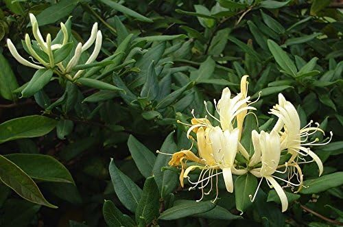 Japanese Honeysuckle Vine, Lonicera Japonica, 50 Seeds (Fast, Fragrant)