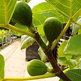 winterharte eßbare Feige, Ficus carica Brown Turkey 40