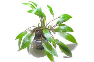 Marcus Fish Tanks - Cryptocoryne Wendtii Green Crypt Wendtii Easy Live Aquarium Plants for Aquatic Freshwater Fish Tank Buy 2 GET 1