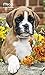 Puppies Pocket Planner 2 Year (2017),Design May Vary