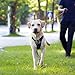 iBuddy Dog Harness No Pull Vest Harnesses for Medium and Large Dogs with Handle and Front/Back Leash Attachments, Easy On and Off Reflective Adjustable Pet Harness Non Choke for Walking and Training