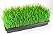 Living Whole Foods 50 Plant Growing Trays (No Drain Holes) - 20inches x 10inches - Perfect Garden Seed Starter Grow Trays: for Seedlings, Indoor Gardening, Growing Microgreens, Wheatgrass & More -
