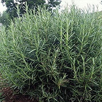 Amazon Co Jp 発芽種子 ローズマリーローズマリーオフィハーブの種 ホーム キッチン