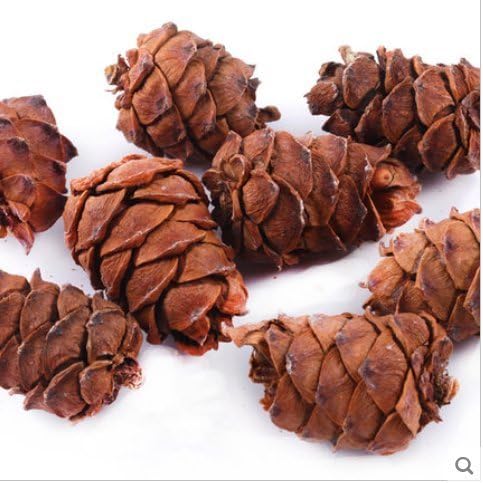 Purple Star 8 Tasty Toasty Pine Cone Squirrel Rabbit Chew Treats Bird Toys