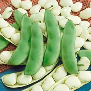 Seed Needs, Henderson Lima Bush Bean (Phaseolus vulgaris) 150 Seeds Non-GMO