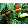 Clovers Garden Tabasco Pepper Plant- Two (2) Live Plants – Not Seeds – in 3.5 Inch Pots