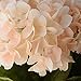 Youngman 5 Heads Hydrangea Beautiful Artificial Flower Bunch Bouquet Home Wedding Decor (Champagne)