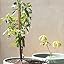 Amazon.com : Little Cado Dwarf Avocado Tree Five Gallon ...