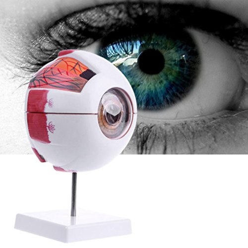 Lvyuanda 3 Times Human Anatomical Natural Eyeball Model Medical Learning Aid Teaching Instrument - Thumbnail 4