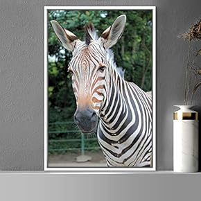 signwin Framed Canvas Wall Art Zebra Animals Dramatic...