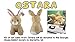 Shelter Pets: Ostara The Bunny - 10