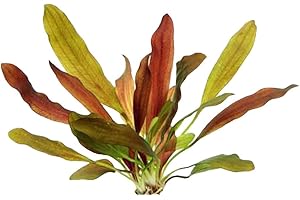CANTON AQUATICS Amazon Sword Echinodorus Red Rubin Small - Fast Growing & Colorful Plant – Mid-Ground Positioning - All Natural & Organic Aquatic Plant - Long Lasting & Easy to Care