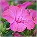 60 Flower Seeds, Four O'Clock "Pink" (Mirabilis jalapa) Seeds By Seed Needs