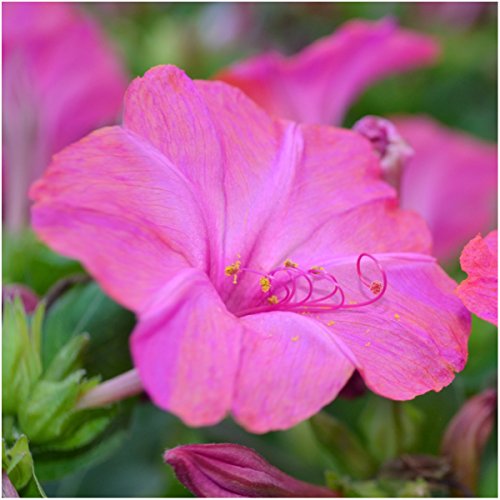 Package of 60 Seeds, Pink Four O' Clock (Mirabilis jalapa) Non-GMO Seeds By Seed Needs Package of 60 Seeds, Pink Four O' Clock (Mirabilis jalapa) Non-GMO Seeds By Seed Needs