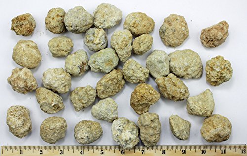 25 Break Your Own Geodes, 90% Hollow-Small ( 1-1.5') Crack Open & Discover Amazing Surprise Crystals Inside! Educational Info and Instructions Included, Fun Party Favors & Prizes, Dancing Bear Brand