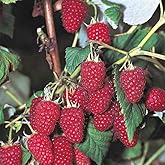 3 Heritage Everbearing Red Raspberry Plants (3 Lrg 2 Yrs Old Bare Root Canes)