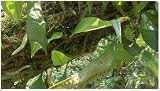 5X Microgramma Lycopodioides Fern Seeds by Seeds & Plants Shop by Ipsa view 5