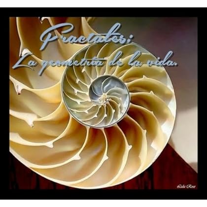 Fractales: La geometría de la vida; con fotos