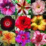 DESERT ROSE ADENIUM OBESUM Bonsai mixed colors 50 seeds by Tropical Oasis