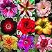 DESERT ROSE ADENIUM OBESUM Bonsai mixed colors 50 seeds by Tropical Oasis