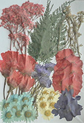 LoveDiyLife Red Flower red Baby's Breath and Mini Rose white Daisy and leaf Real Pressed Dried Flowers