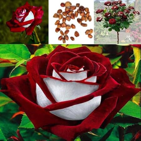 Amazon Com New 100pcs Bag Red White Osiria Ruby Rose Flower Amazon Com New 100pcs Bag Red White Osiria Ruby Rose Flower