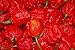 David's Garden Seeds Pepper Hot Smoking Ed's Carolina Reaper DPB0005 (Red) 10 Open Pollinated Seeds