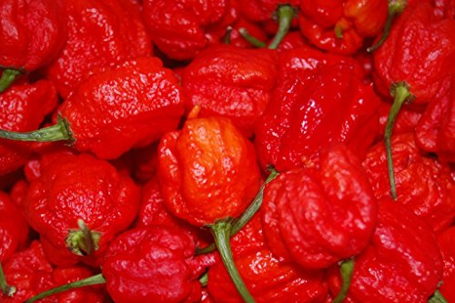 David's Garden Seeds Pepper Hot Smoking Ed's Carolina Reaper DPB0005 (Red) 10 Open Pollinated Seeds David's Garden Seeds Pepper Hot Smoking Ed's Carolina Reaper DPB0005 (Red) 10 Open Pollinated Seeds