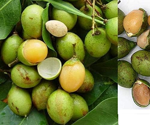 Generic Seeds Spanish Lime Qenip Quen Mamon Or Mamoncillo Seeds Exotic Fruit Amazon De Kuche Haushalt